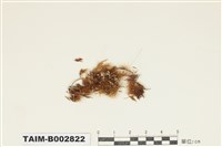 藏品(牛毛苔科)的圖片